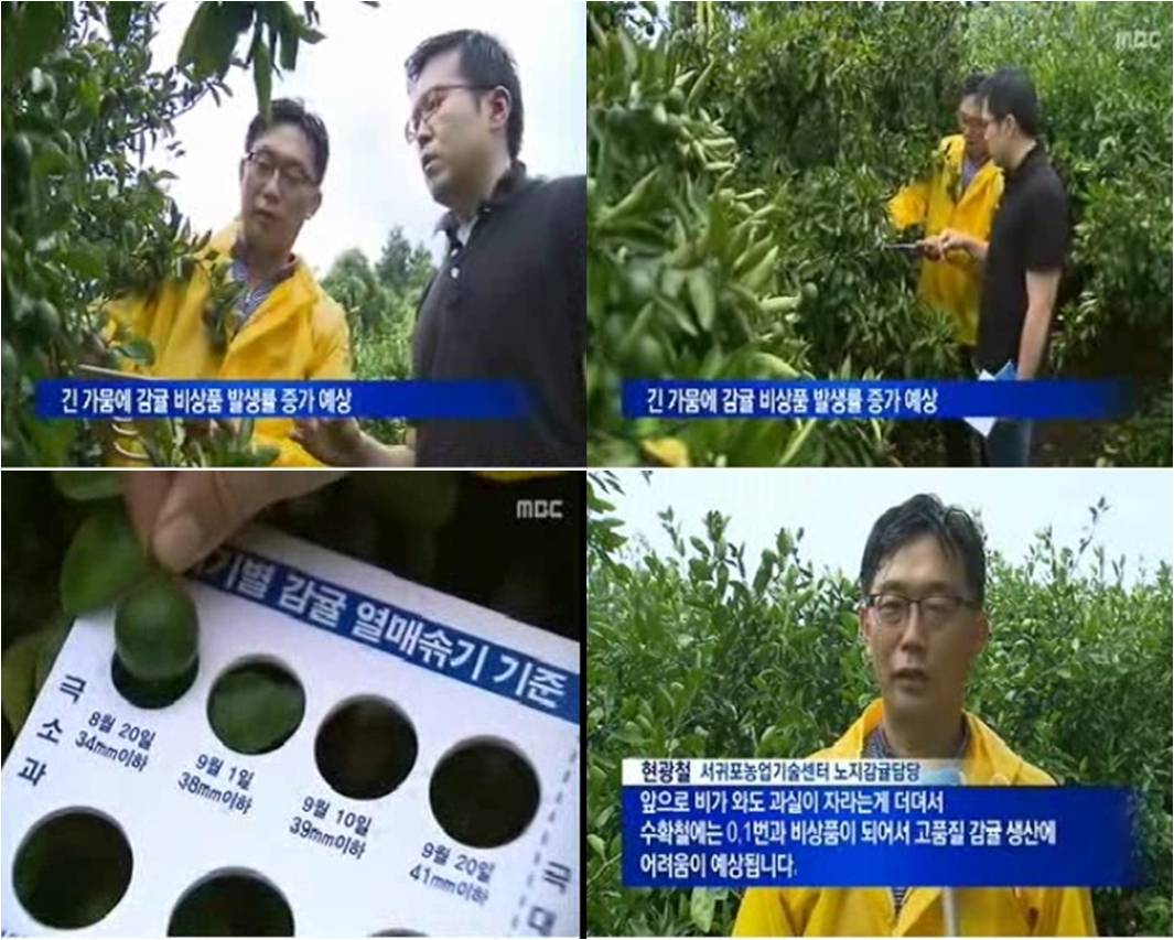 0819 가뭄 감귤피해 확산(인터뷰, 현광철) MBC